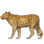 :leopard: :leopard: